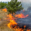 Превью Методы тушения лесных пожаров