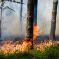 Превью Как вести себя при пожаре в лесу? Правила безопасности