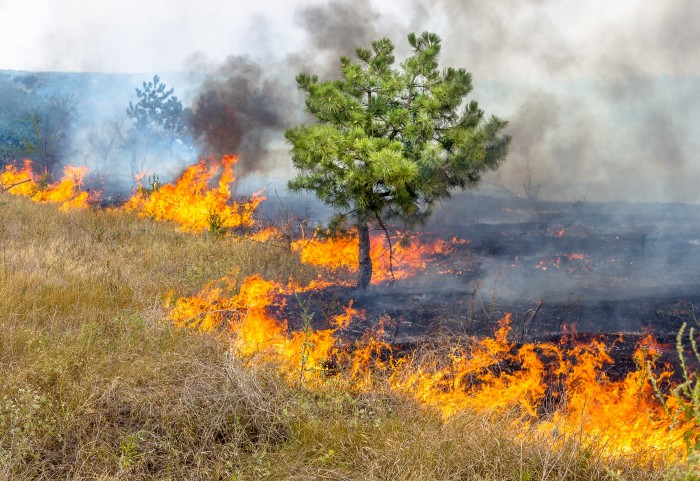 Фото Лесные пожары