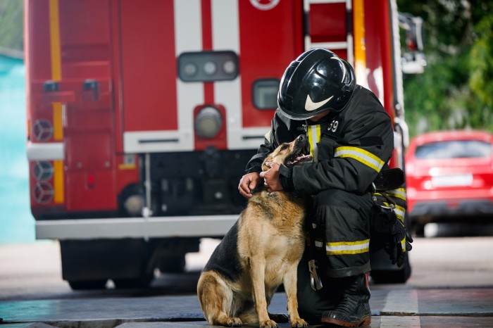 Фото Породы собак-спасателей