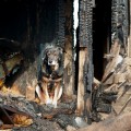 Превью Спасают ли животных при пожаре?